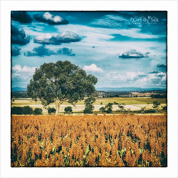 Macintyre Valley farmlands - New England Collection greeting card series