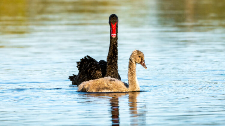 Black Swan & cygnet – Lake Inverell