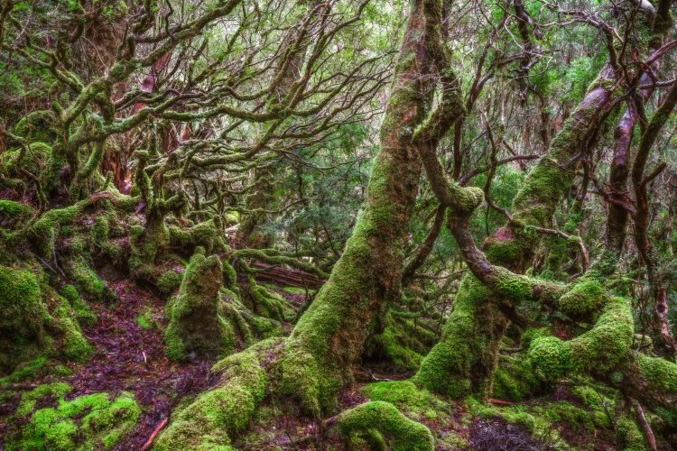 Cradle Mountain